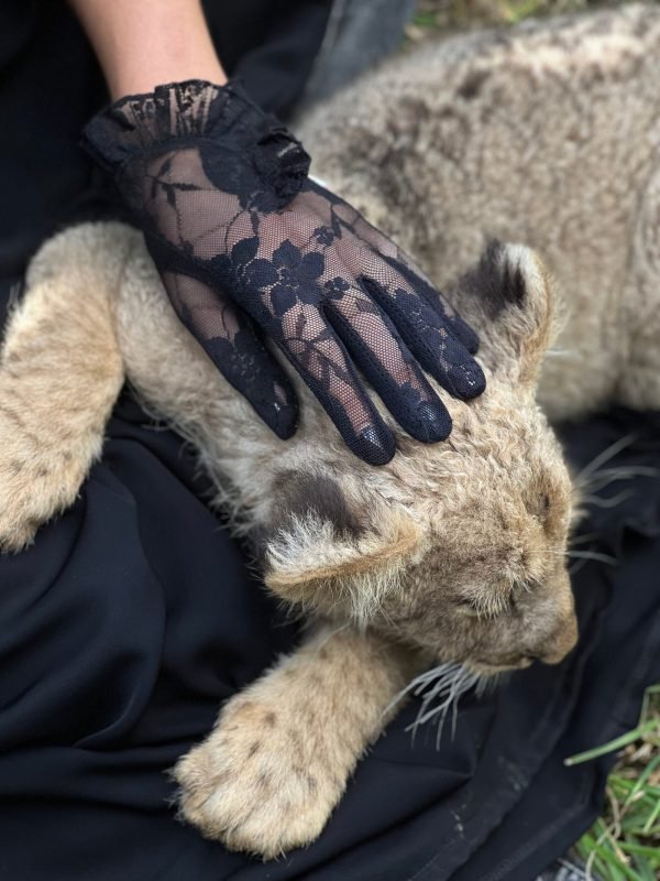 Bilkis Gloves - Image 5